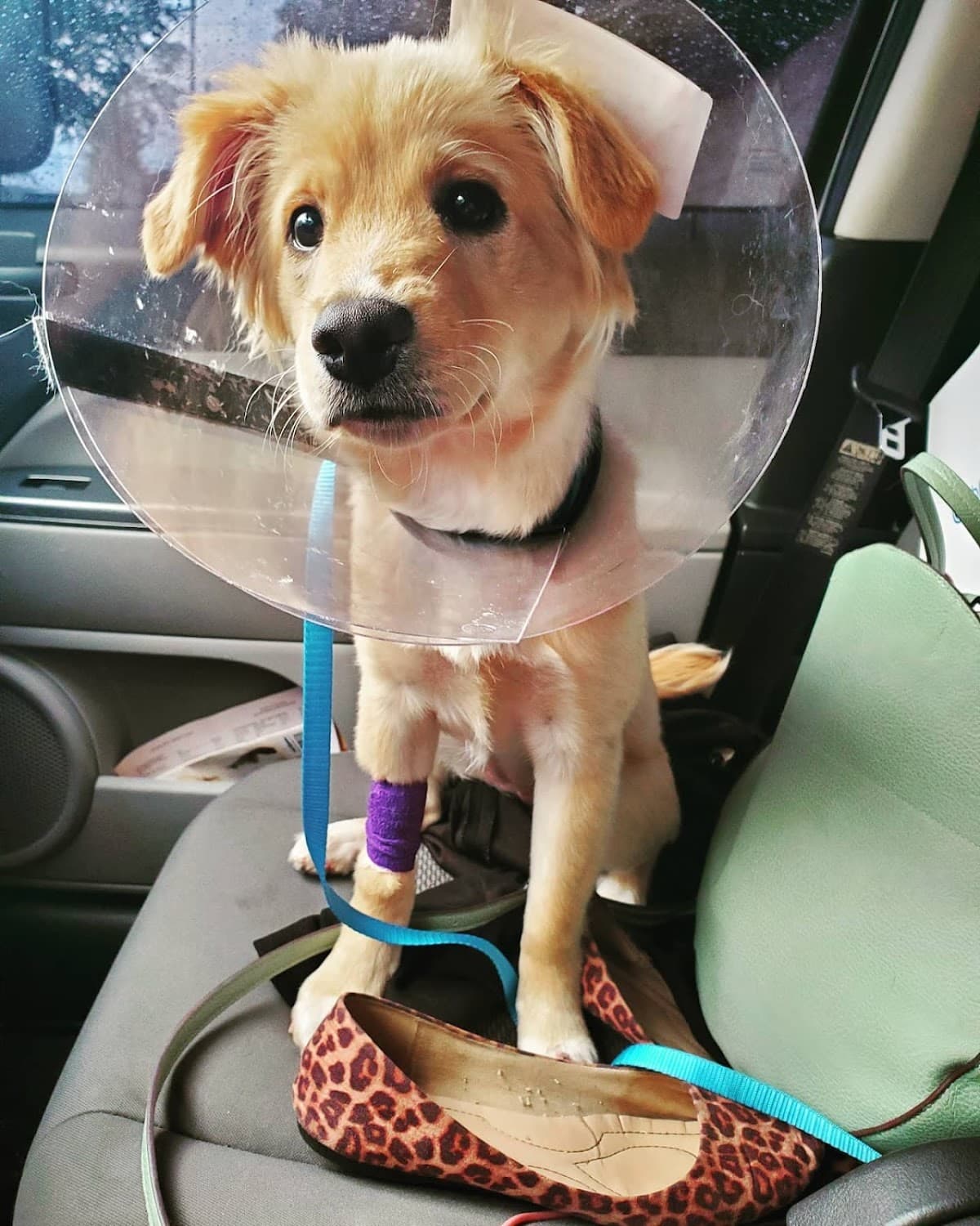 Georgia Veterinary Specialists